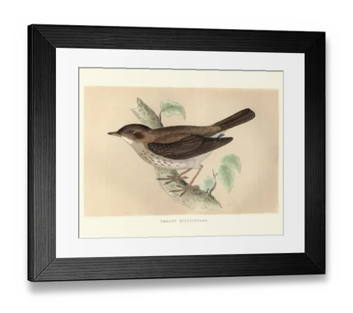 Framed Print : Natural History, Birds, Thrush nightingale (Luscinia luscinia) Framed Print : Natural History, Birds, Thrush nightingale (Luscinia luscinia)
