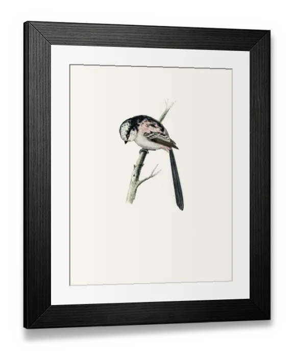 Framed Print : Long tailed Titmouse bird Framed Print : Long tailed Titmouse bird