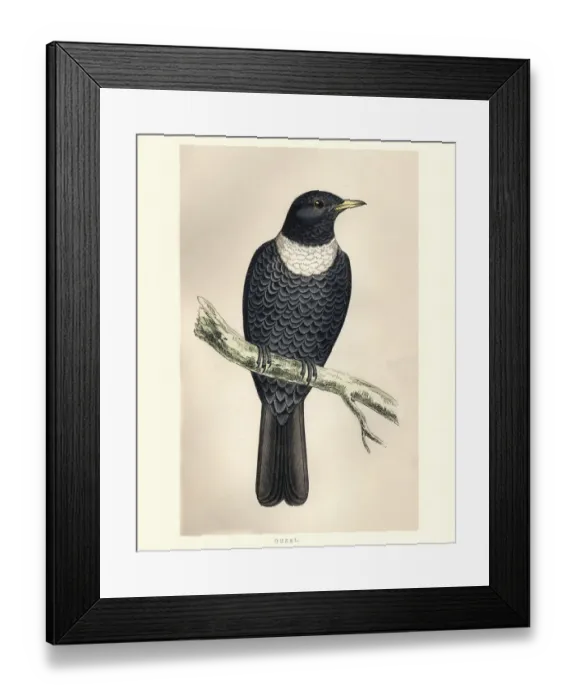 Framed Print : Natural History, Birds, ring ouzel (Turdus torquatus) Framed Print : Natural History, Birds, ring ouzel (Turdus torquatus)