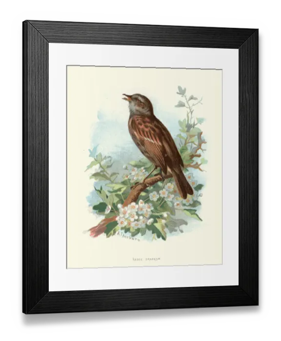 Framed Print : Natural history, Birds, Hedge sparrow, Dunnock
