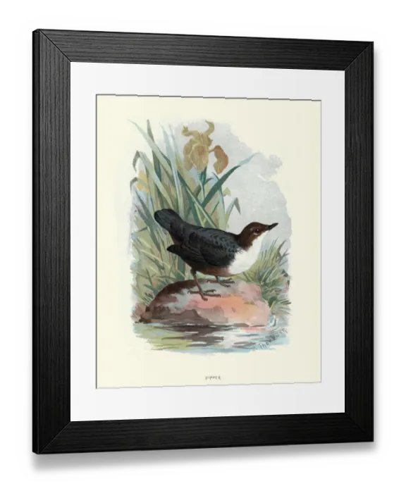 Framed Print : Natural history, Birds, White-throated dipper Framed Print : Natural history, Birds, White-throated dipper