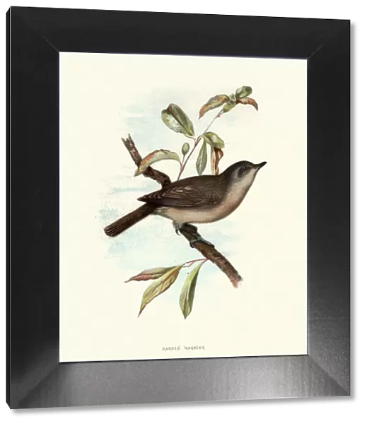 Natural history, Birds, Garden warbler