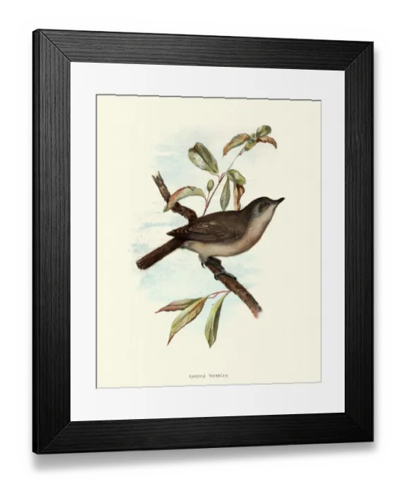 Framed Print : Natural history, Birds, Garden warbler Framed Print : Natural history, Birds, Garden warbler