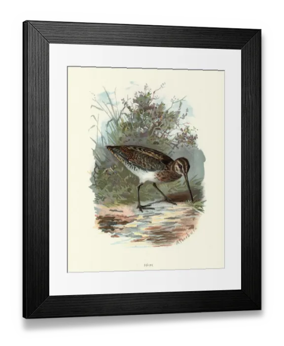 Framed Print : Natural History - Birds - Common snipe Framed Print : Natural History - Birds - Common snipe