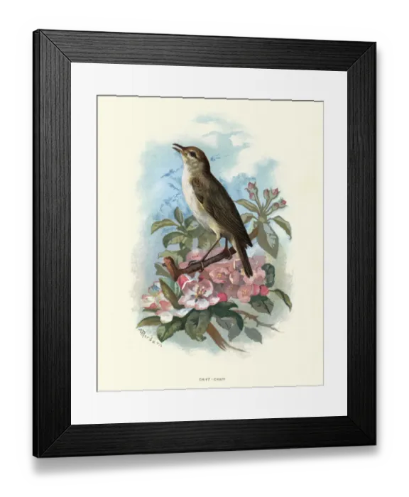 Framed Print : Natural History - Birds - Common chiffchaff Framed Print : Natural History - Birds - Common chiffchaff