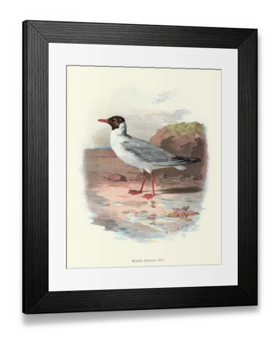 Framed Print : Natural History - Birds - Black headed Gull Framed Print : Natural History - Birds - Black headed Gull