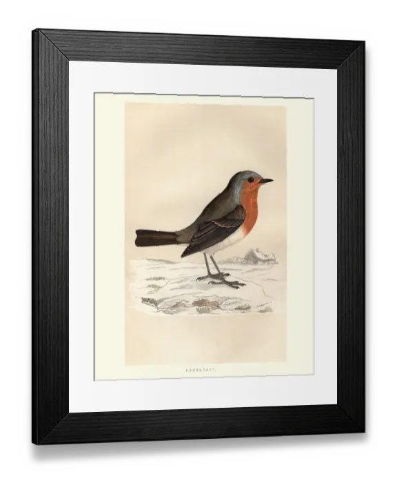 Framed Print : Natural History, Birds, Robin redbreast (Erithacus rubecula) Framed Print : Natural History, Birds, Robin redbreast (Erithacus rubecula)