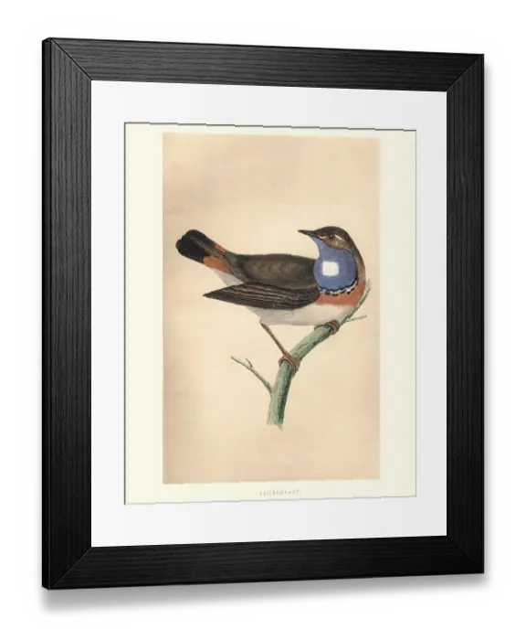 Framed Print : Natural History, Birds, Bluebreast Framed Print : Natural History, Birds, Bluebreast