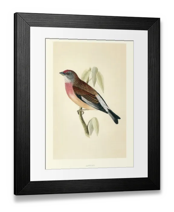 Framed Print : Natural History - Birds - Common linnet Framed Print : Natural History - Birds - Common linnet