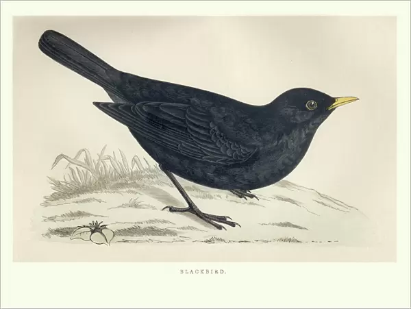 Natural History, Birds, common blackbird (Turdus merula)