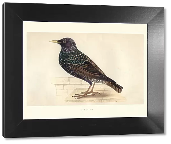 Natural History, Birds, Starling