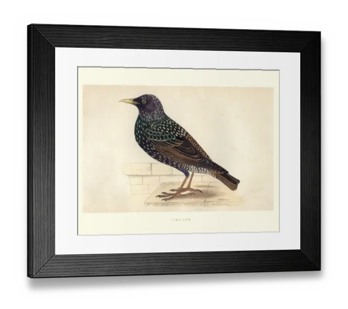Framed Print : Natural History, Birds, Starling Framed Print : Natural History, Birds, Starling