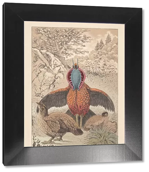 Cabots tragopan (Tragopan caboti), pheasant species, hand-colored lithograph, published 1891