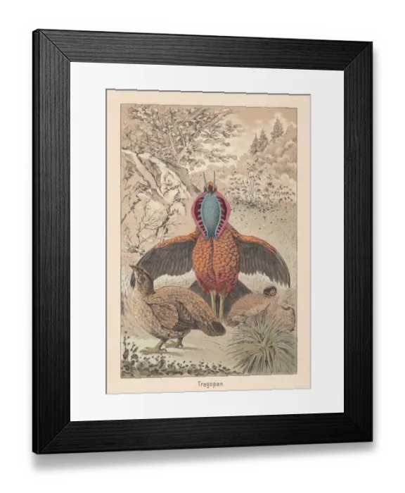 Framed Print : Cabots tragopan (Tragopan caboti), pheasant species, hand-colored lithograph, published 1891 Framed Print : Cabots tragopan (Tragopan caboti), pheasant species, hand-colored lithograph, published 1891