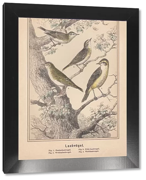 Old World warblers (Sylviidae), hand-colored lithograph, published in 1890