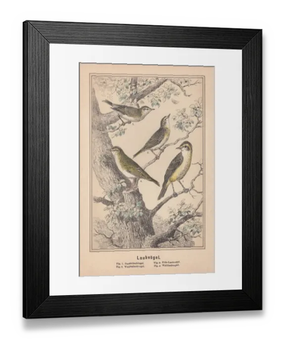 Framed Print : Old World warblers (Sylviidae), hand-colored lithograph, published in 1890 Framed Print : Old World warblers (Sylviidae), hand-colored lithograph, published in 1890