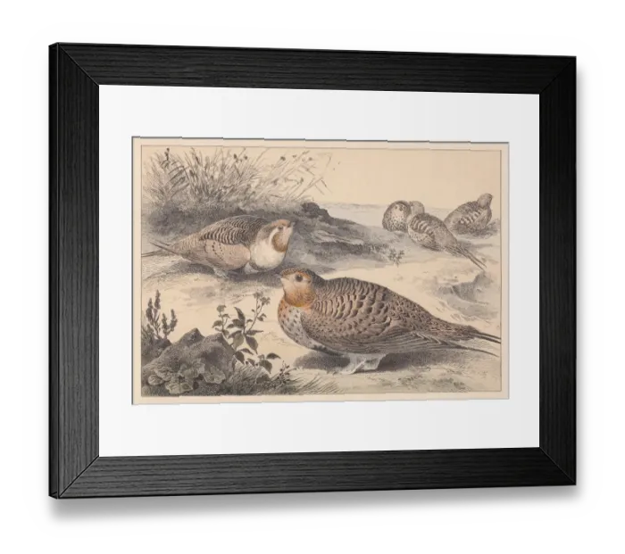 Framed Print : Pallass sandgrouse (Syrrhaptes paradoxus), hand-colored lithograph, published in 1889