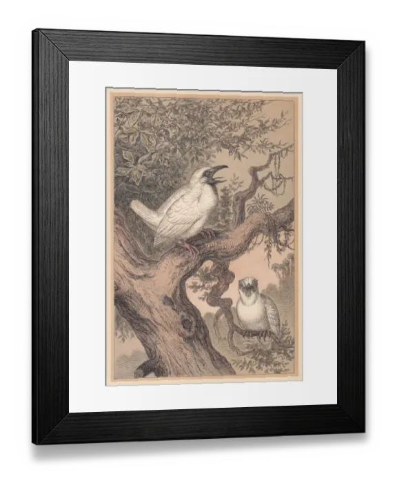 Framed Print : Bare-throated bellbird (Procnias nudicollis), hand-colored lithograph, published in 1888 Framed Print : Bare-throated bellbird (Procnias nudicollis), hand-colored lithograph, published in 1888