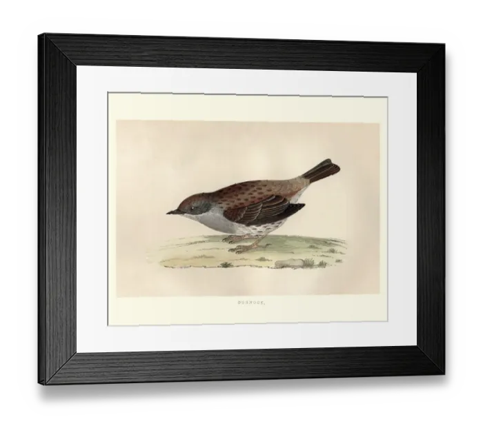 Framed Print : Natural History, Birds, dunnock (Prunella modularis) Framed Print : Natural History, Birds, dunnock (Prunella modularis)