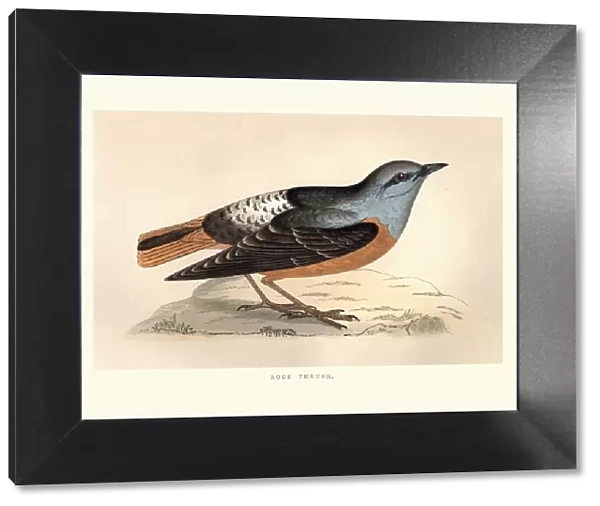 Natural History, Birds, Common rock thrush (Monticola saxatilis)