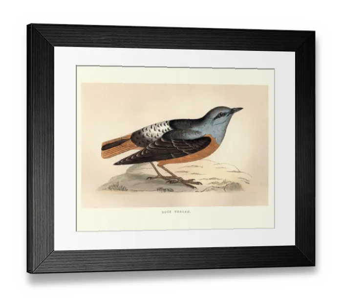 Framed Print : Natural History, Birds, Common rock thrush (Monticola saxatilis) Framed Print : Natural History, Birds, Common rock thrush (Monticola saxatilis)