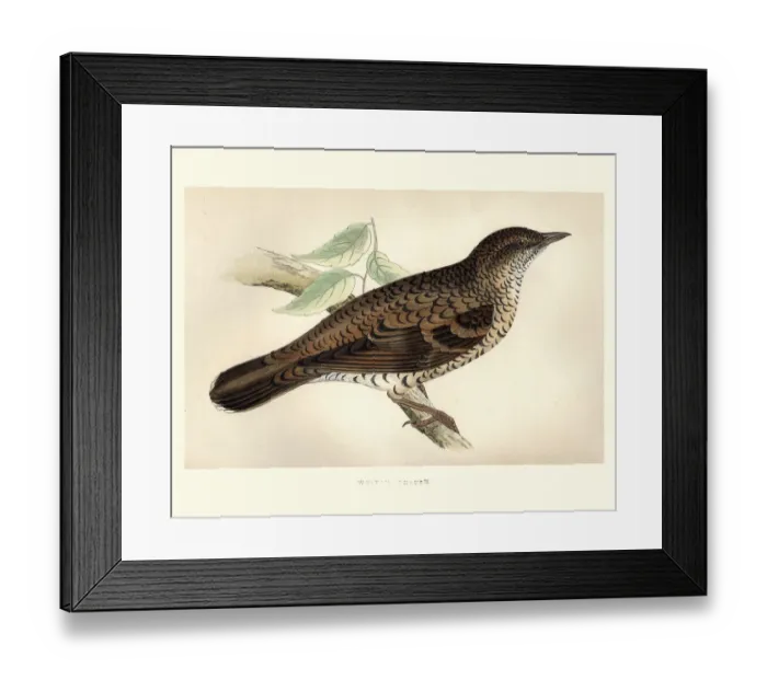 Framed Print : Natural History, Birds, Whites thrush (Zoothera aurea) Framed Print : Natural History, Birds, Whites thrush (Zoothera aurea)