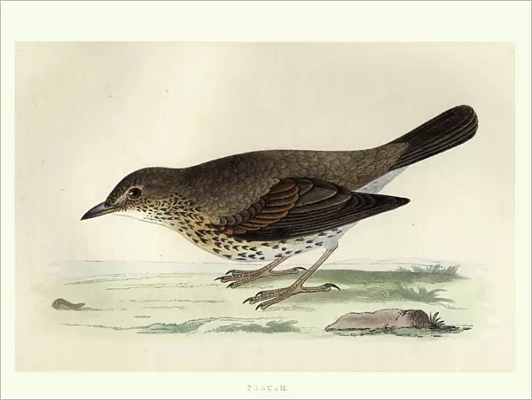 Natural History, Birds, Song thrush (Turdus philomelos)