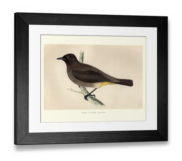 Framed Print : Natural History, Birds, Gold-Vented Thrush