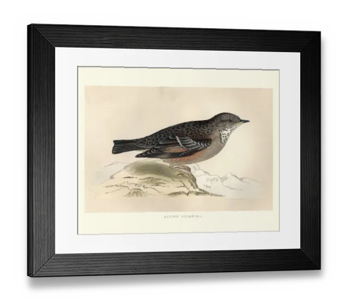 Framed Print : Natural History, Birds, alpine accentor (Prunella collaris) Framed Print : Natural History, Birds, alpine accentor (Prunella collaris)