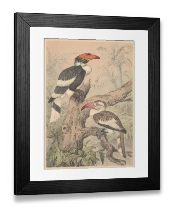 Framed Print : Hornbills (Bucerotidae), hand-colored lithograph, published in 1887 Framed Print : Hornbills (Bucerotidae), hand-colored lithograph, published in 1887