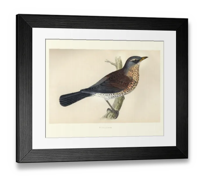 Framed Print : Natural History, Birds, Fieldfare (Turdus pilaris) Framed Print : Natural History, Birds, Fieldfare (Turdus pilaris)