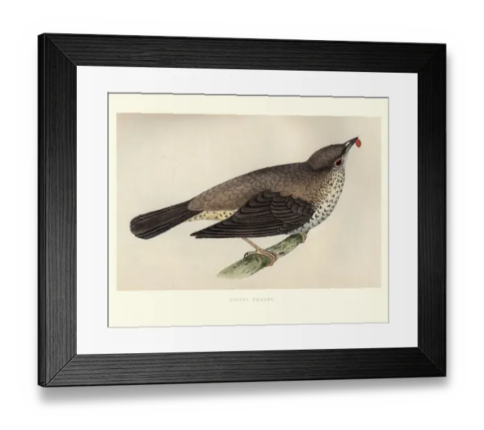 Framed Print : Natural History, Birds, Mistle thrush (Turdus viscivorus) Framed Print : Natural History, Birds, Mistle thrush (Turdus viscivorus)