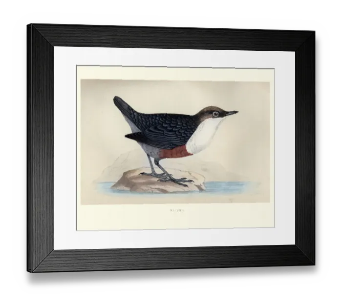 Framed Print : Natural History, Birds, White-throated dipper Framed Print : Natural History, Birds, White-throated dipper