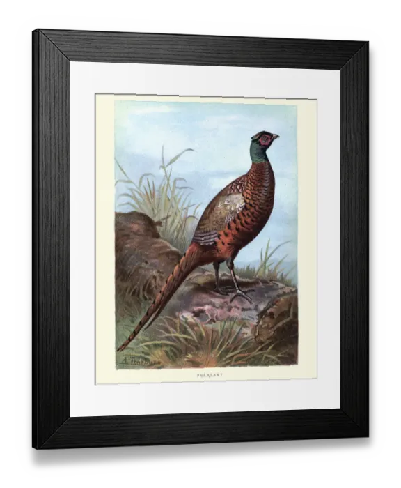 Framed Print : Natural History - Birds - Pheasant (Phasianus colchicus) Framed Print : Natural History - Birds - Pheasant (Phasianus colchicus)