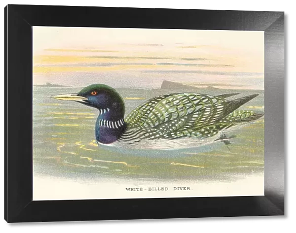 Diver birds from Great Britain 1897