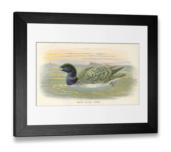 Framed Print : Diver birds from Great Britain 1897 Framed Print : Diver birds from Great Britain 1897