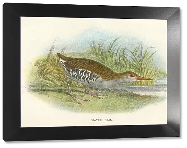 Water rail birds from Great Britain 1897