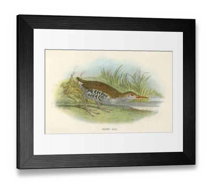 Framed Print : Water rail birds from Great Britain 1897 Framed Print : Water rail birds from Great Britain 1897