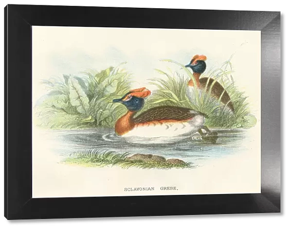 Grebe birds from Great Britain 1897