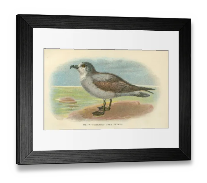 Framed Print : Grey Petrel dd birds from Great Britain 1897 Framed Print : Grey Petrel dd birds from Great Britain 1897