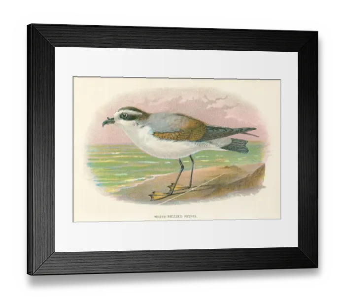 Framed Print : Petrel birds from Great Britain 1897 Framed Print : Petrel birds from Great Britain 1897