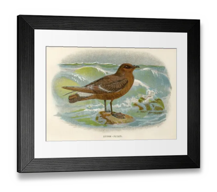 Framed Print : Sterom petrel birds from Great Britain 1897 Framed Print : Sterom petrel birds from Great Britain 1897
