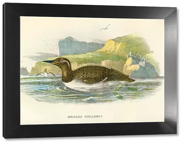 Bridled Guillemot birds from Great Britain 1897