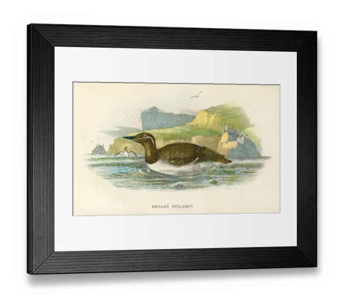 Framed Print : Bridled Guillemot birds from Great Britain 1897 Framed Print : Bridled Guillemot birds from Great Britain 1897