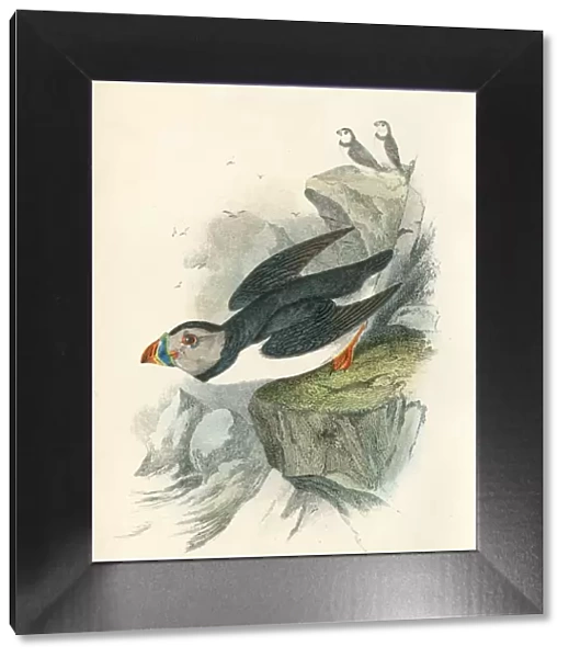 Puffin birds from Great Britain 1897