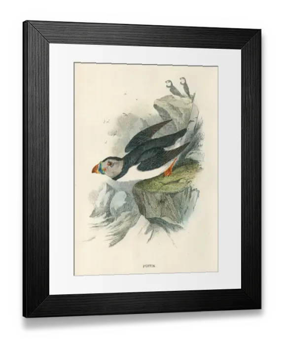 Framed Print : Puffin birds from Great Britain 1897 Framed Print : Puffin birds from Great Britain 1897