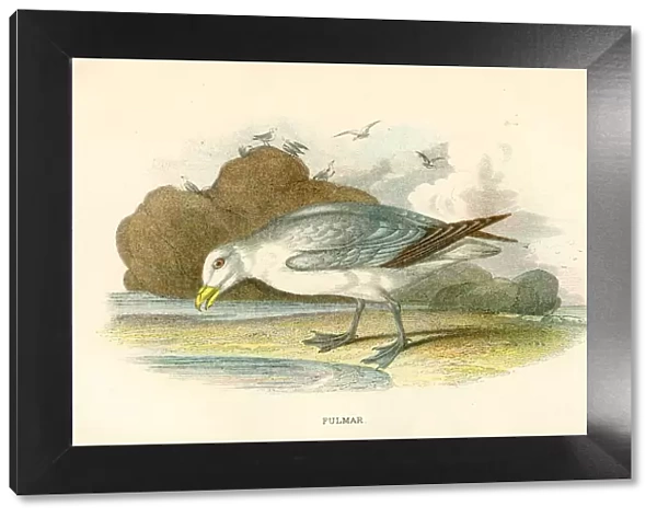 Fulmar birds from Great Britain 1897