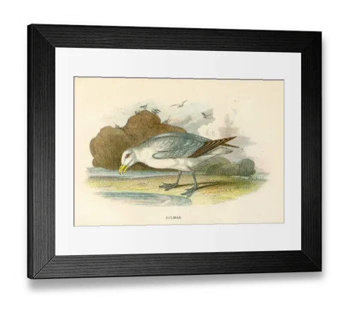 Framed Print : Fulmar birds from Great Britain 1897 Framed Print : Fulmar birds from Great Britain 1897
