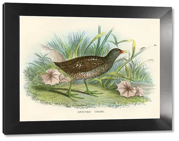 Spotted crake birds from Great Britain 1897