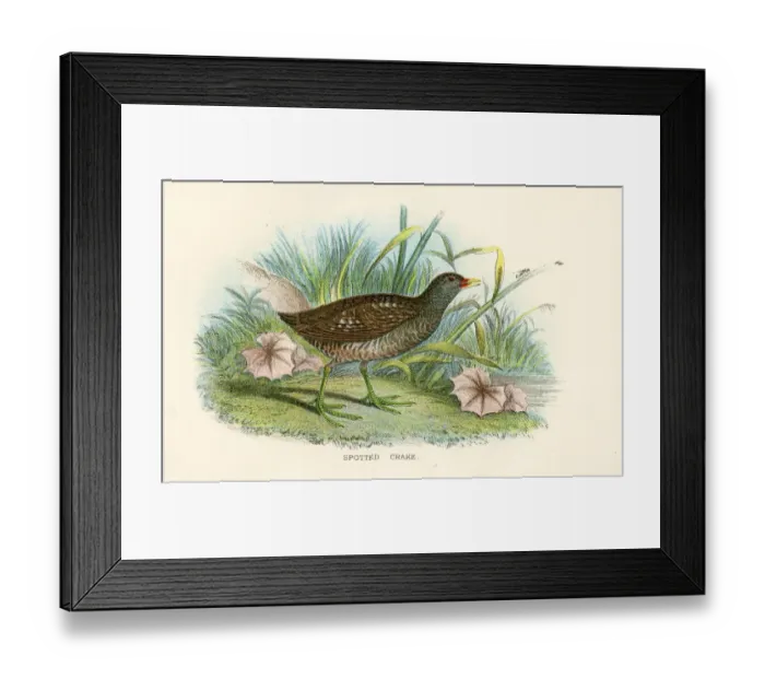 Framed Print : Spotted crake birds from Great Britain 1897 Framed Print : Spotted crake birds from Great Britain 1897